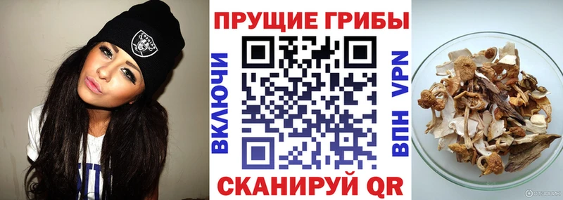 Галлюциногенные грибы GOLDEN TEACHER  как найти   Пыталово 